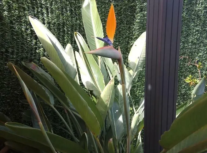 Garden Caldas De Reis