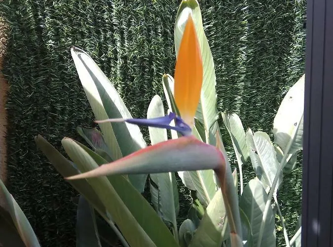 Apartman Garden *
